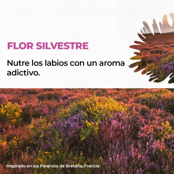 Eco Gel de Ducha Concentrado Flor Silvestre y Brezo - Limpieza Ecológica y Fragancia Natural - Imagen 3